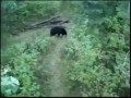 Black Bear climbs up a tree stand- "Hey Whatcha doin"