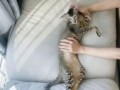 Кототесто