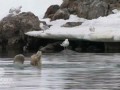 Фигурное плавание от медведя