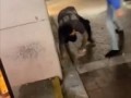 They Treid Every Kung-fu Move In Finght