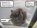 кот за окном.Бляди