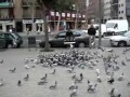 Как ловят голубей в Испании 