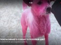 Ищут покрасившего собаку в розовый цвет