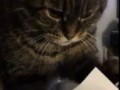 Paper Cat / Кот с бумажкой