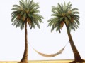 palm-tress-hammock-psd-450824