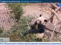 Зоопарк панд в Китае