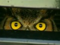 GREAT EYES - Golden Owl Traveled All Florida In Woman's Car Grill - Watch The Lady's Shock
