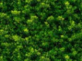 depositphotos_25647785-Seamless-texture-of-green-leaves