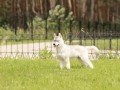 Лютик_9
