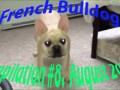 French Bulldog compilation #8. August 2015