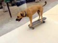 Собакен катается на скейте лучше, чем многие люди