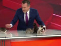 news presenter works to make these five kitties adopted