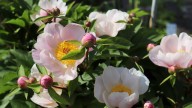 IMG_9929 копия
