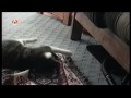 Как щенок украл коврик у кота
