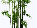 bamboo_bambou_bambu___cut_by_ludo38-d56xpco