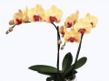 png-transparent-moth-orchids-cattleya-orchids4