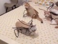 Cockroach cat