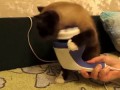 New Cat's Massager