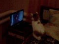 Кот кино смотрит
