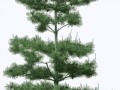 png-clipart-green-pine-tree-tree-pine-green-pine-tree-decoration-pattern-pin-landscape-thumbnail2
