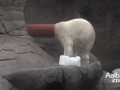 The Fabulous Polar Bear Tube Show