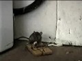 Epic Mouse Trap Fail