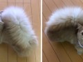 squirrel-tail-minuet-cat-bell-fb
