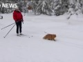 Meet Jesper - the skiing cat