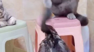 Cat vs duck