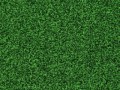 green-carpet-9