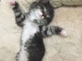 b6d48155b6ab5f030216d675b6a02198--funny-animals-adorable-animals