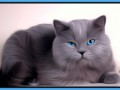 котя