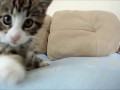 Игривый котенок атакует камеру