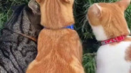 i dont know why these cats were getting high