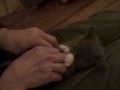 Котёнок машет лапками