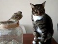Котейка знакомится с птичкой