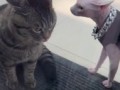 furless and fearless