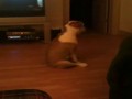 Собака танцует сидя
