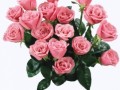 White-Rose-001 
