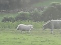 овца против быка
