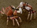 crabfight
