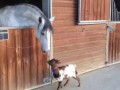 Козленок пытается боднуть лошадь