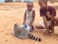 Лемур требует от детей чесать ему спину Мадагаскар