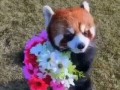 красная панда с цветами