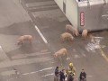 В США из-за сбежавших свиней перекрыли часть федеральной трассы