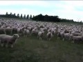 Даже овцы уже сами собираются в стадо и устраивают митинги протеста