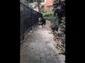 правильного кота весь район по струночке ходит