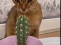 кот, кактус