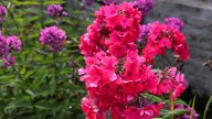 IMG_0041 копия