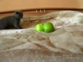 kitten vs TWO scary things (котенок против ДВУХ неведомых хреней)